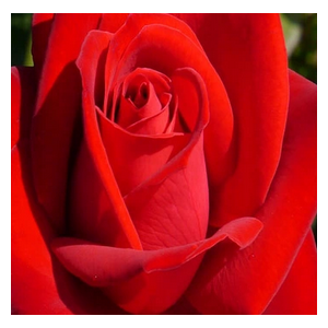 RÓŻA wielkokwiatowa jasno czerwona - sadzonki 20 / 30 cm